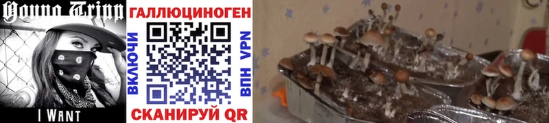 Псилоцибиновые грибы Psilocybine cubensis Городовиковск